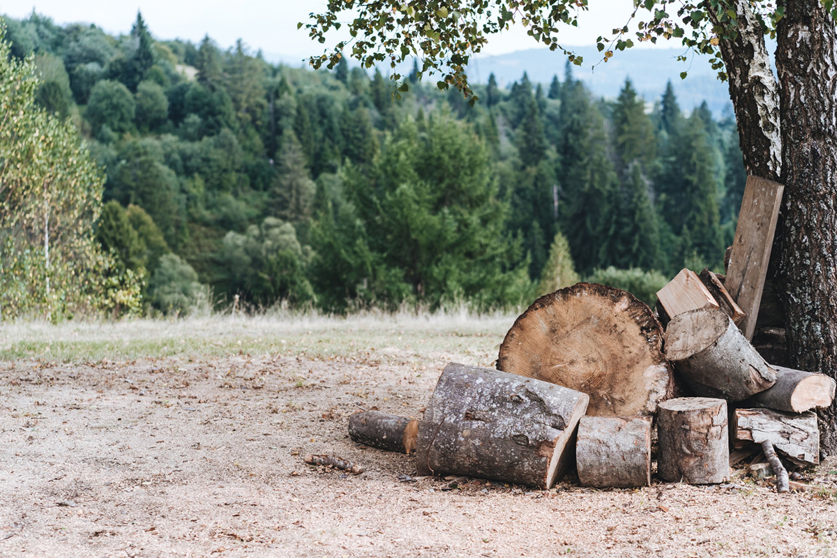 The Ultimate Guide on How to Remove a Tree Stump